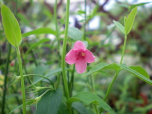 ちっちゃいお花達！