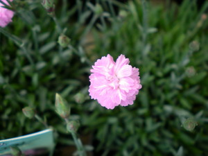 ちっちゃいお花達！