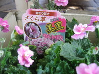さくら草