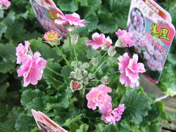 さくら草
