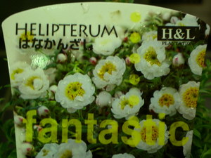 花かんざし