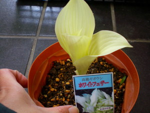金葉でまり!