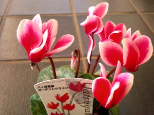 八ヶ岳からやって参りました!