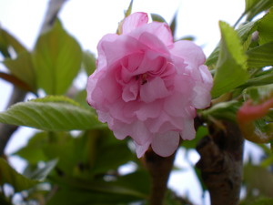 八重紅枝垂桜！