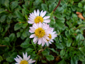 浜辺の小菊