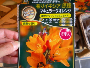香り　イキシア！