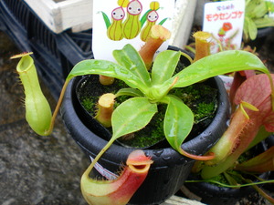 本日は食虫植物!
