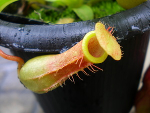 本日は食虫植物！