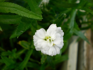 とっても小さいお花♪