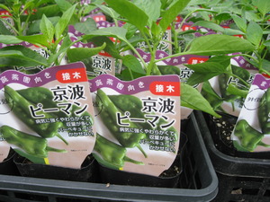 グリーンオアシスの野菜苗