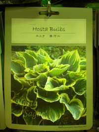 宿根草 株パック