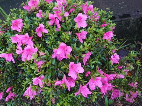 わたしの趣味♪　～花が好き～