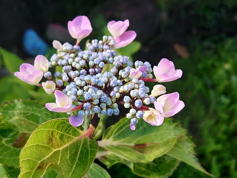 わたしの趣味♪　～花が好き～