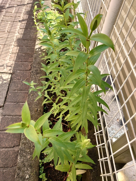 わたしの趣味♪　～花が好き～