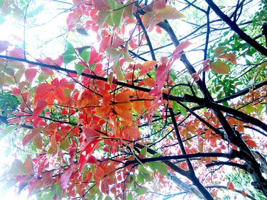 秋を感じて、葉っぱ遊び_(^^;)ゞ