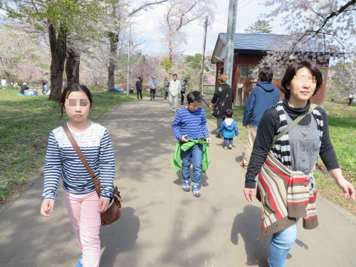 芦野公園の桜、そしてストーブ列車