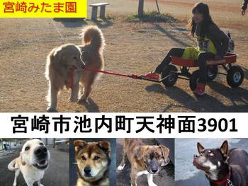 ★譲渡会のお報せ★