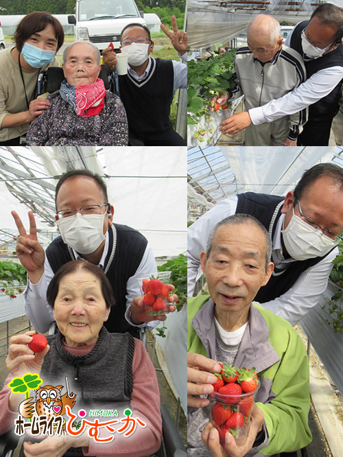 野尻いちご園さんで　イチゴ狩り