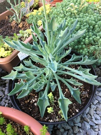 多肉植物がモリモリ