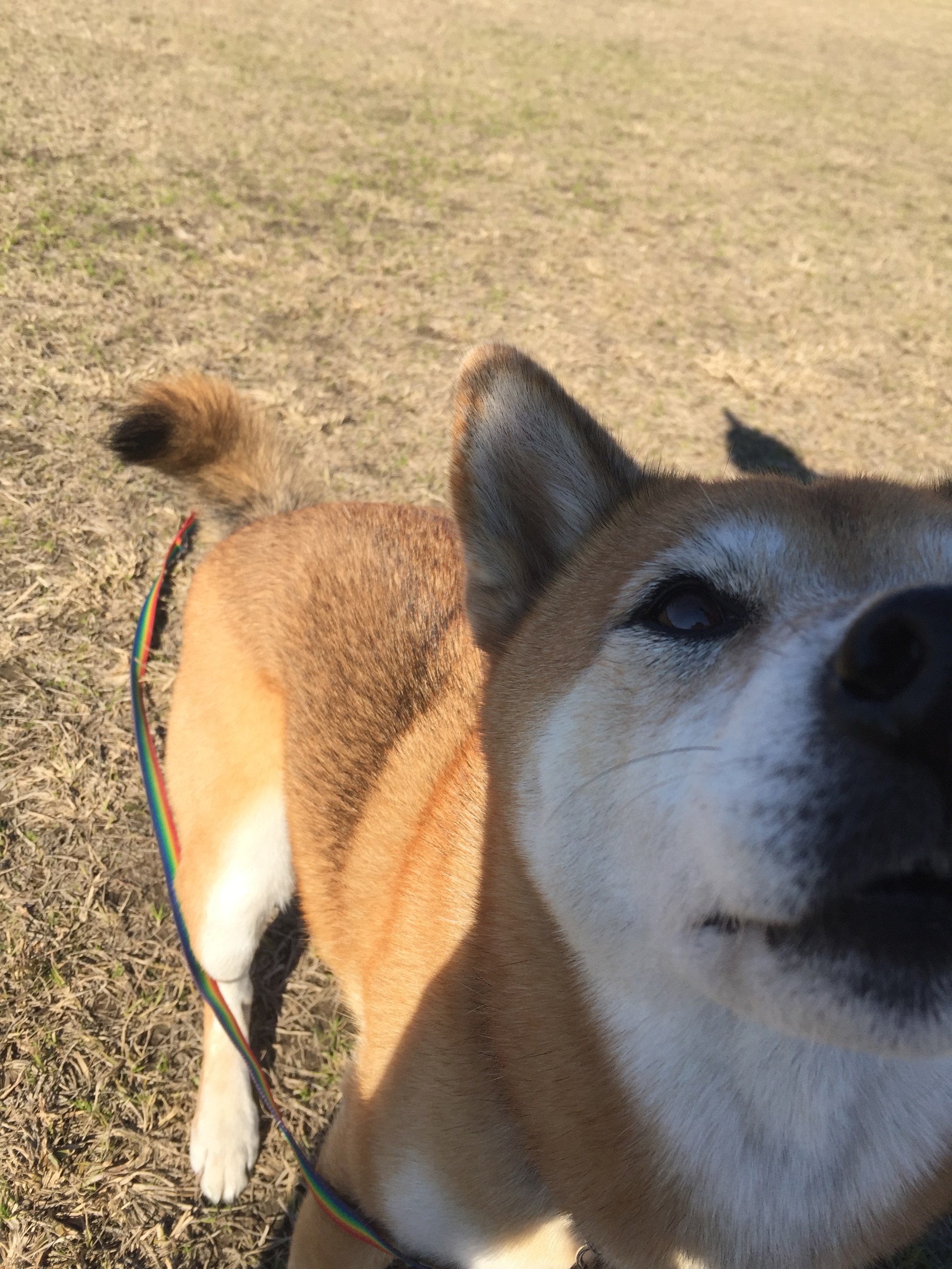 犬からの手紙 犬からの手紙