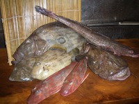 今日の魚達、並べてみました（＾＾）