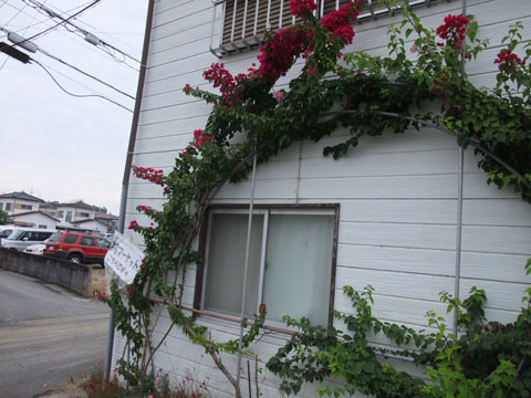 かわいい多肉植物