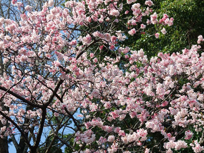 山桜満開