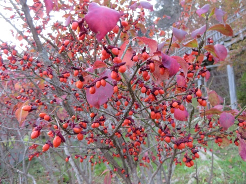 紅葉を見に逝こうよう