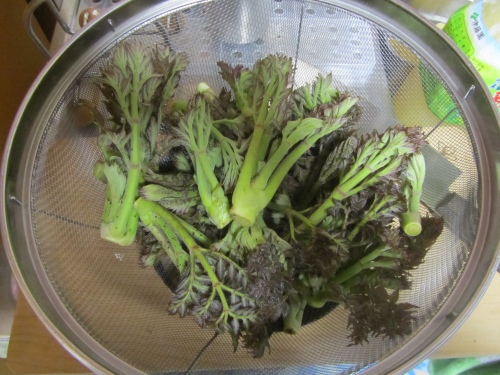 タラの芽って美味しいね