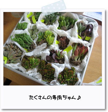 多肉ちゃん(๑→ܫ←๑)