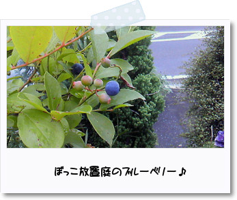 ブルーベリー(❀ฺ´∀`❀ฺ)