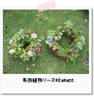 多肉植物リースつくり(→ܫ←)♡