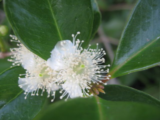 グワバのお花