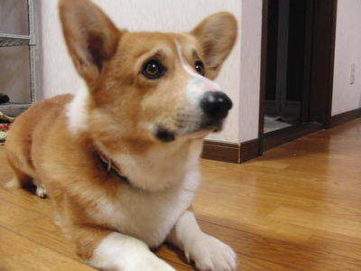 お花のシュシュ♪