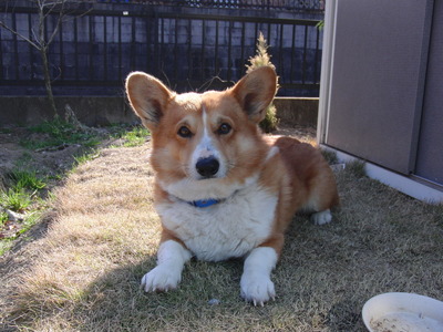 麻ひもを染めてます
