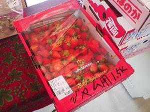 【呼子のイカ】