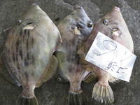 カワハギ　みやざきの魚　　　刺身　魚料理