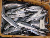 サワラ　鰆　宮崎の魚