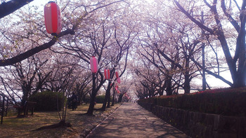 桜♪part２