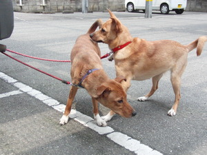 仔犬里親募集中です