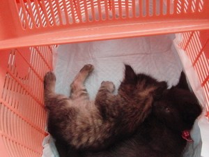 新しいお家が見つかりました。