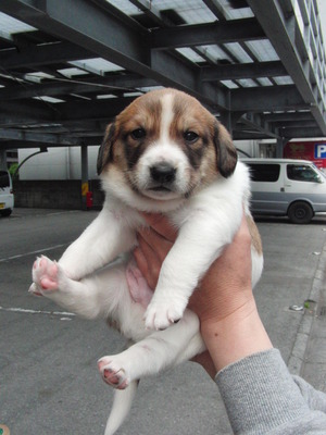 仔犬里親募集中です