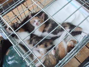 新しいお家が見つかりました。