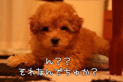 ビクトリアですよ。