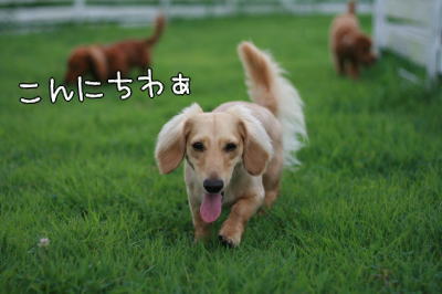 ペットと阿蘇旅行