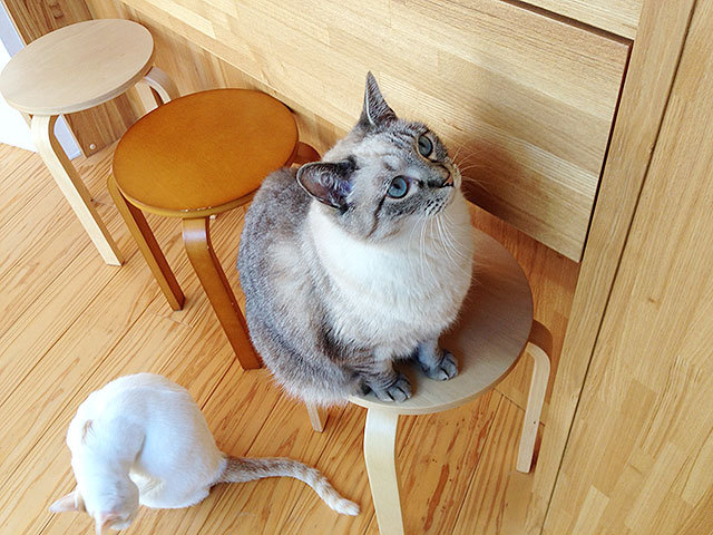 グレコ、ギズモ