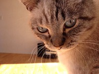 【購入】デスクチェア、長時間座っているのはきつそうなヤツを