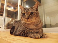 犬を飼うという揺れ動く決断