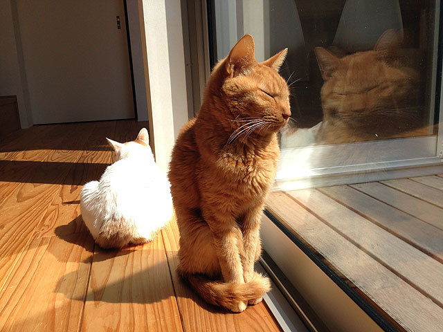 猫 にゃん太 ギズモ