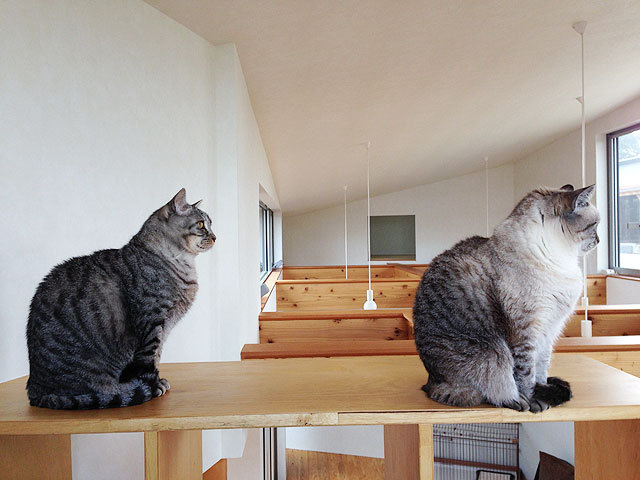 猫 サマンサ・サバタ君(左)グレコ・ローマンスタイル君(右) 猫 サマンサ・サバタ君(左)グレコ・ローマンスタイル君(右)